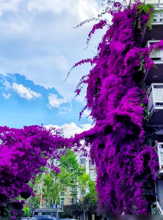 云南一户人家门口的花，开出了五层楼的“瀑布”，太壮观了