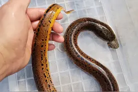 毒蛇生吞黄鳝全过程，吃完直接同归于尽！为什么蛇吃黄鳝是找死？图片