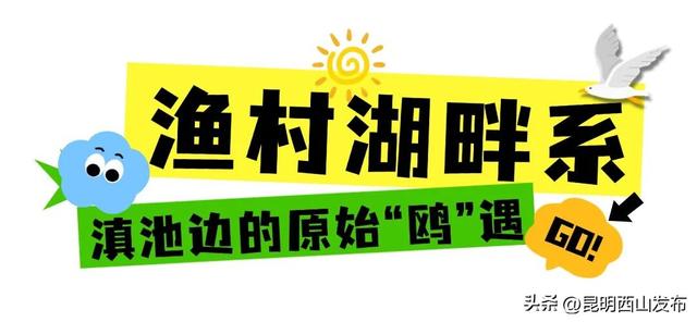 鸥了鸥了，红嘴鸥大部队即将抵达！这些小众“鸥”遇点千万别错过
