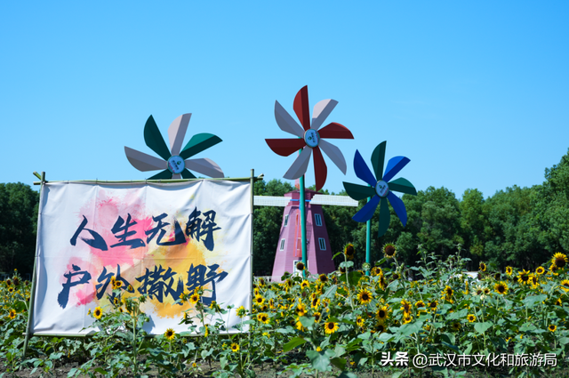 赏花正当时｜万花齐放！武汉这片金色进入最佳观赏期！