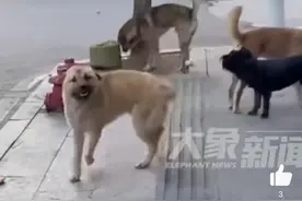 狗子约会没认出主人被叫后露尴尬笑容图片