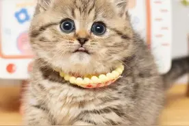 公认“好看又好养”的7种猫，你家猫上榜没？图片