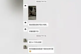 【性别鉴定】猫咪性别鉴定指南：看蛋蛋什么的，都弱爆了！图片
