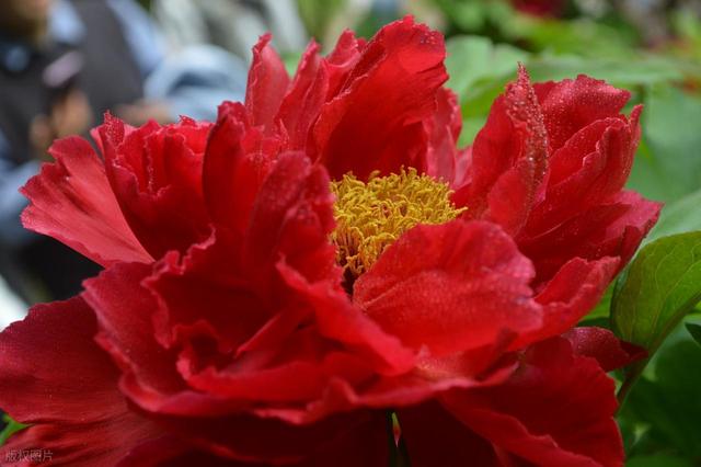 牡丹花海醉游人