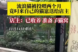 万物皆有灵！流浪猫被投喂两个月叼来幼崽送店主图片