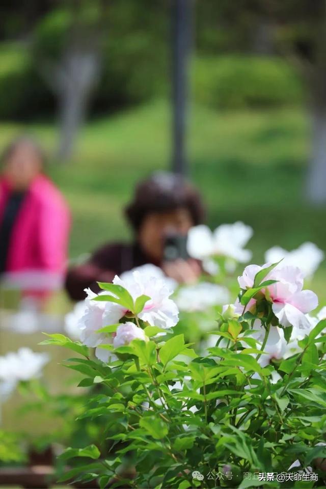 商丘市日月湖景区牡丹花开