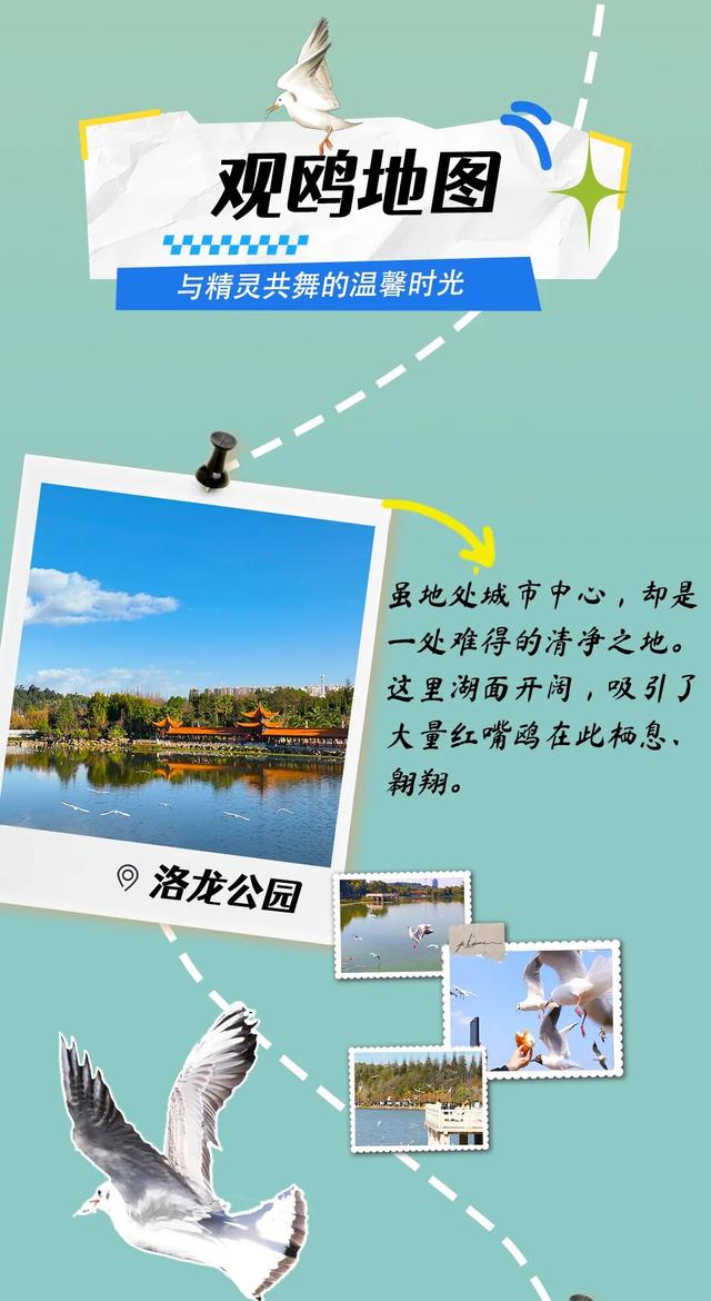 呈贡水杉染金、红嘴鸥翩跹，这份绝美打卡地图请收好