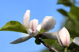 玉兰：穿越到盛夏，只为遇见你图片