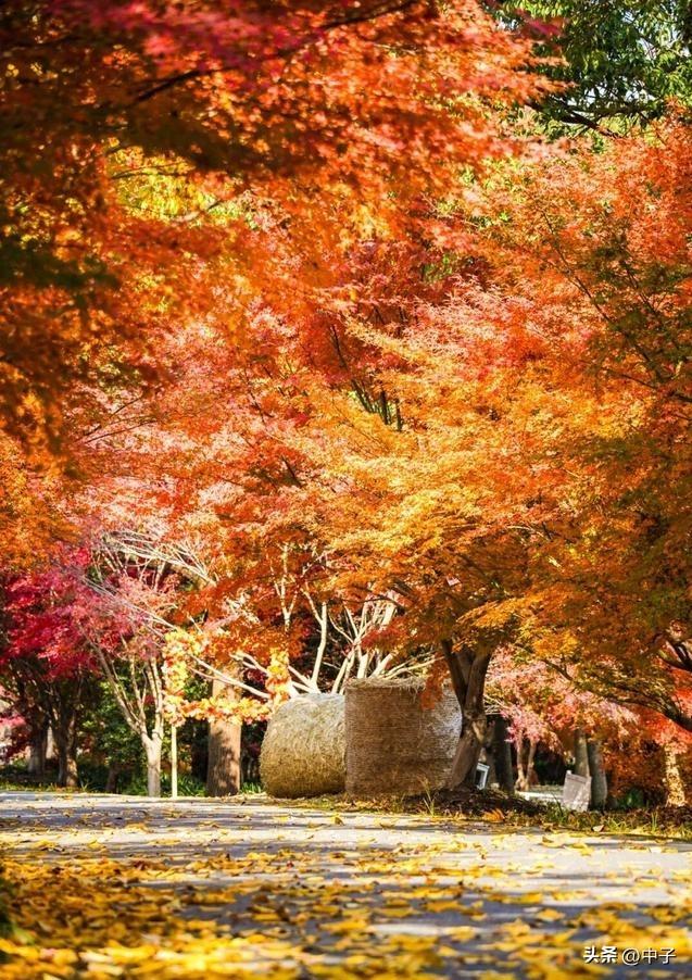 上海这地方火了！12000棵枫树红到发烫，门票居然打对折？