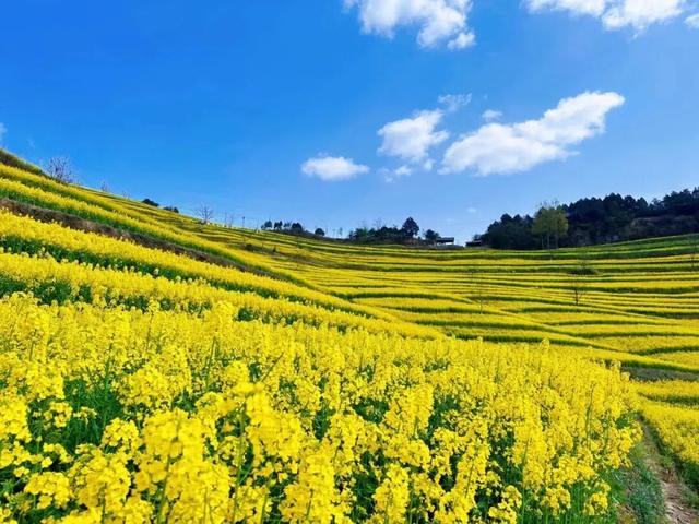 万亩花海迎宾客！第三届“诗韵大河·金色花海”农文旅推介暨促消费活动预告来啦～