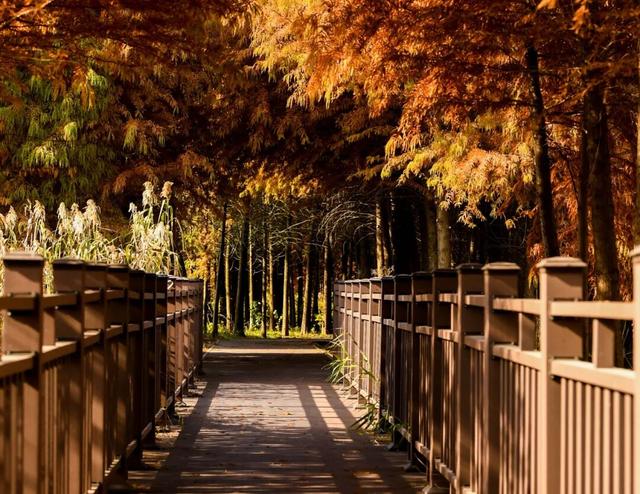 超出片！在这里一键解锁限定杉色