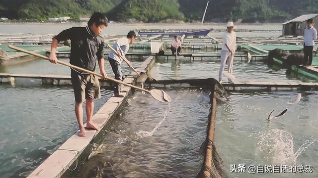 南澳鱼胶 2026年南澳鱼胶批发市场地址