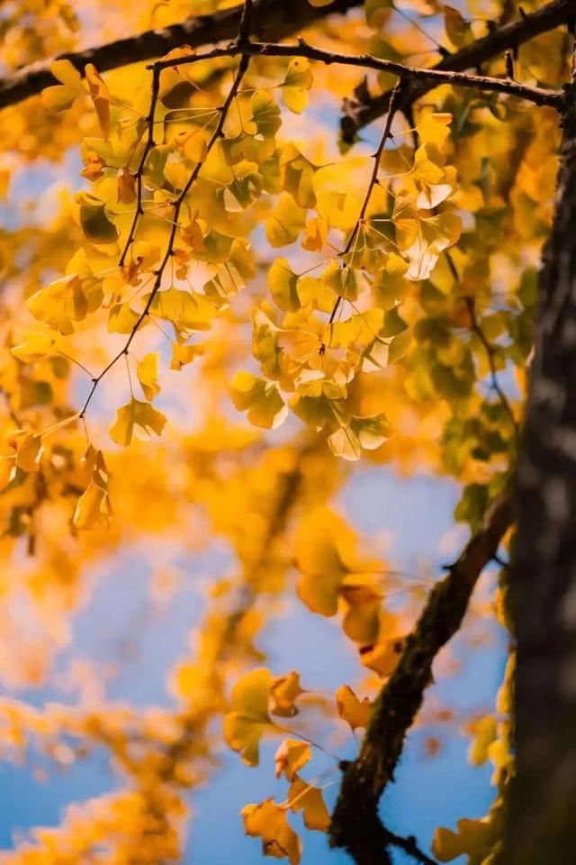 美如仙境！韶关这个地方迎来今年首场冰挂雾凇景观，秋冬来旅行，赏雪泡泉看红枫为你安排好了