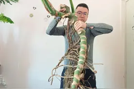 “500买了一龟背竹老桩，生根发芽”，网友：不是哥们也太小了吧~图片