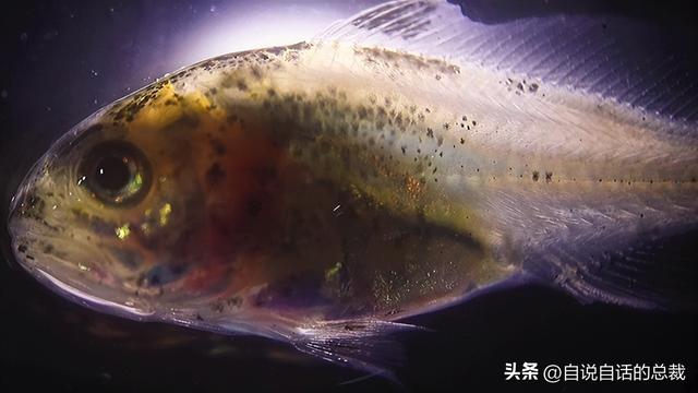 十多年老花胶多少钱 2026年十几年的花胶