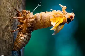 从质疑到接受，数万亿只蝉将同时出土，美国开始学习中国人吃蝉图片