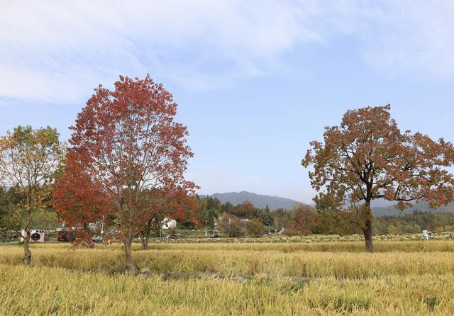 乌桕红、稻田黄、白墙黛瓦：塔川，光看图已醉！