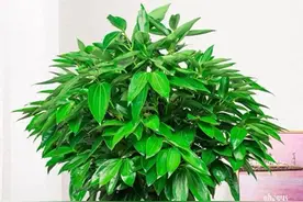 客厅种大树，子孙一直富！这6种“吉利树”，家里种招财、旺宅！图片