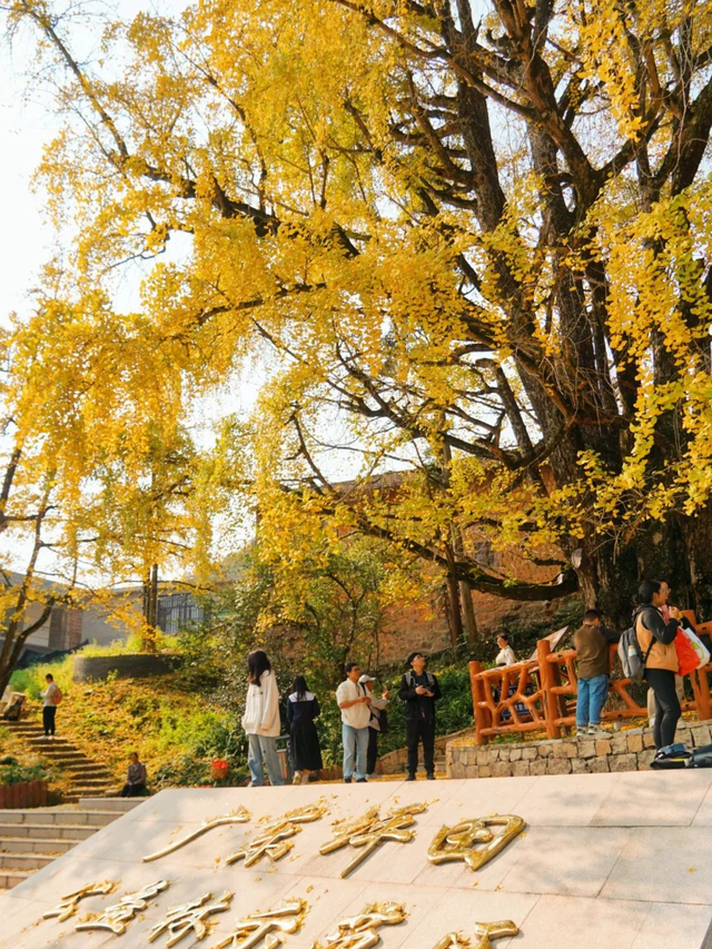 韶关4条“秋日神仙线路”登场，活力越野、银杏赏秋、非遗美食承包你的快乐旅途→