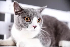 猫的反应速度是人的多少倍？图片