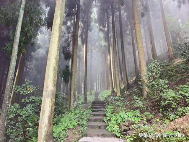 四川行(73)什邡红枫岭徒步到钟鼎寺