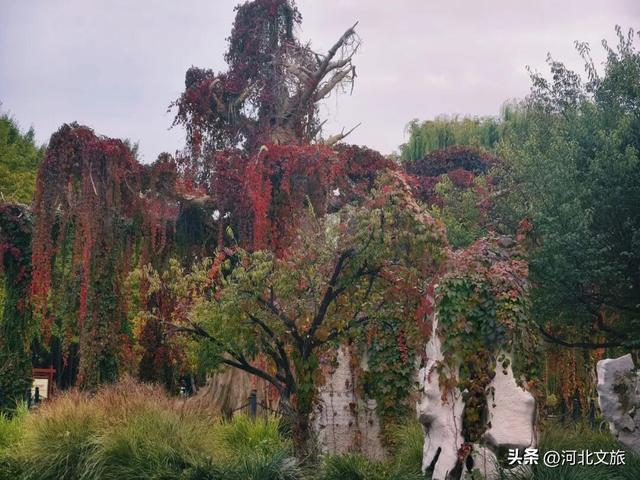 秋日，不去一趟石家庄植物园，会留遗憾