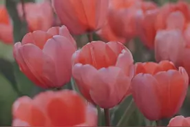 福彩3D今晚推荐最新号码成功拿下五组302期659-618-451-903-877图片