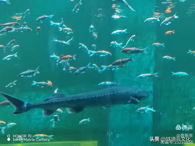 查新年||首次游览曲江海洋馆