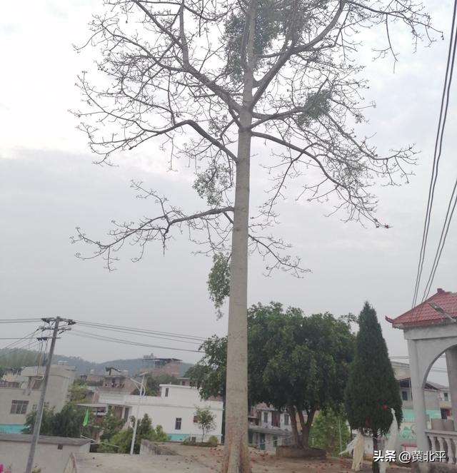 广西崇左市天等县高州村不拜神拜英雄老庙，祭拜的主角未曾公开过
