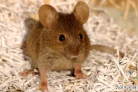 洗衣粉灭鼠：农村老鼠克星的洗衣粉配方大揭秘图片