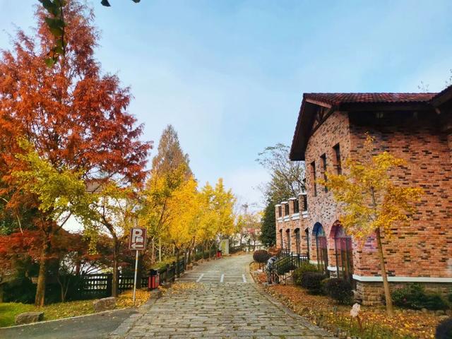 秋染东黄山：彩林、古道……这趟色彩约会快冲呀！| 皖美秋日