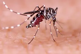 原来蚊子的最大克星不是蚊香？其实驱蚊很简单，整晚开窗都不怕图片