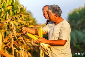 中央定调！农民养老金调整，65岁以上能多发钱，每月有多少？图片