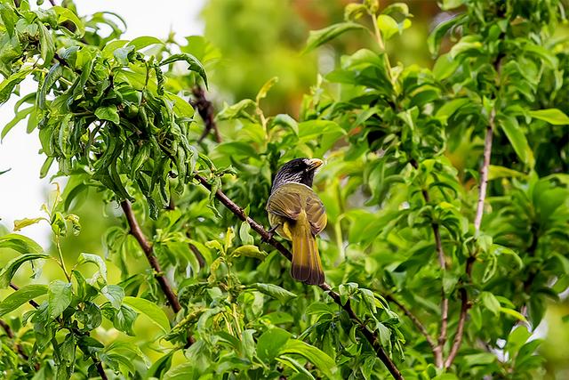 烟雨大别山，醉美望天村