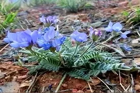 甜地丁别名米口袋，老鼠球，熬水煮粥的功效很神奇，你知道吗？图片