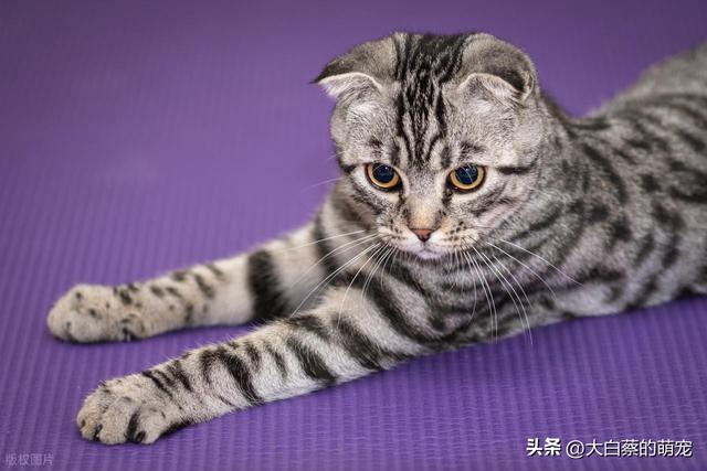 猫咪可能正在默默忍受剧痛，多数铲屎官都忽略了，猫咪疼痛的表现