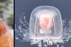 小伙在自家厕所里建海洋馆，把蟹钳蟹腿全断的螃蟹养成了蟹王图片