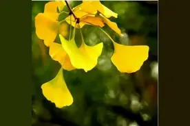 太原市第五中学校2024年普通高中学校招收体育、艺术特长生招生简章图片