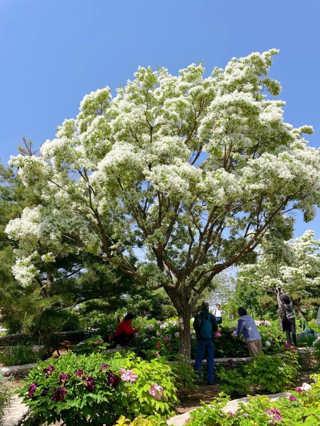 半日休闲游玩 | 牡丹+流苏+多巴胺花海，好拍到停不下来