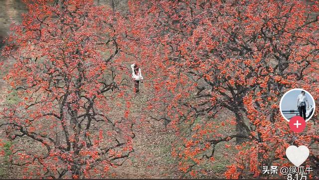 陕西彬州柿子火出圈，千万级流量，引来全国游客打卡