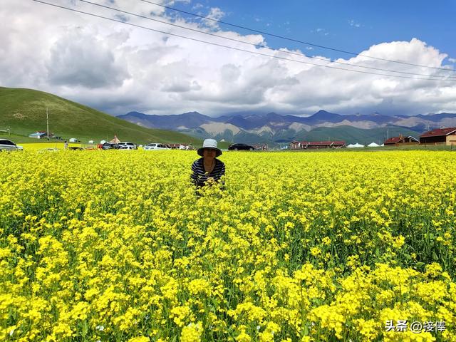 张传禄：门源油菜花印象记