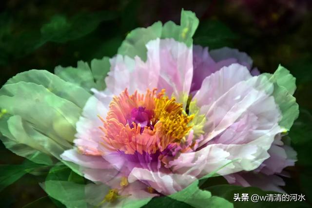 极美洛阳城牡丹迎春吐蕾绽放