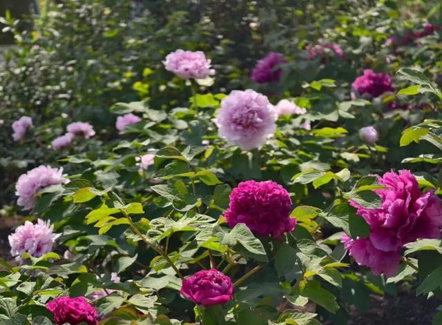 一天近4万人涌入！常州这座免费公园火了