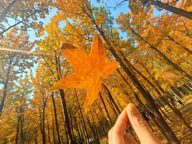 “枫”狂派对，现在进行时……