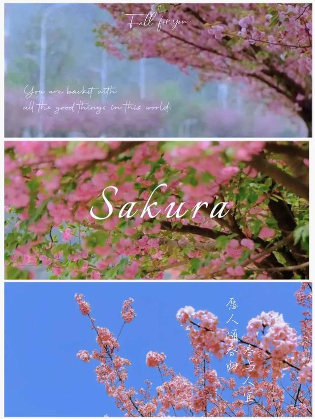 贵阳周边惊现20公里“粉色长廊”，拍照太出片了！人少，还免费~