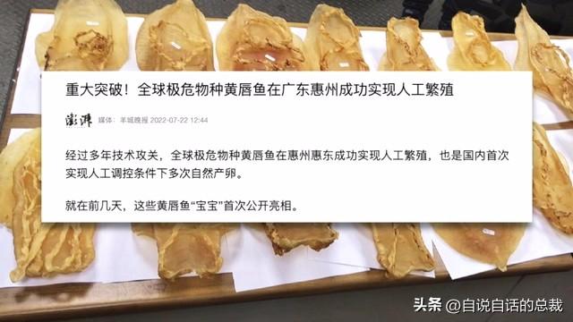 二十年的老鱼胶 2026年30年老鱼胶