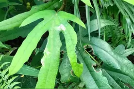 长在深山里被称为“广东人参”的野草——五指毛桃图片