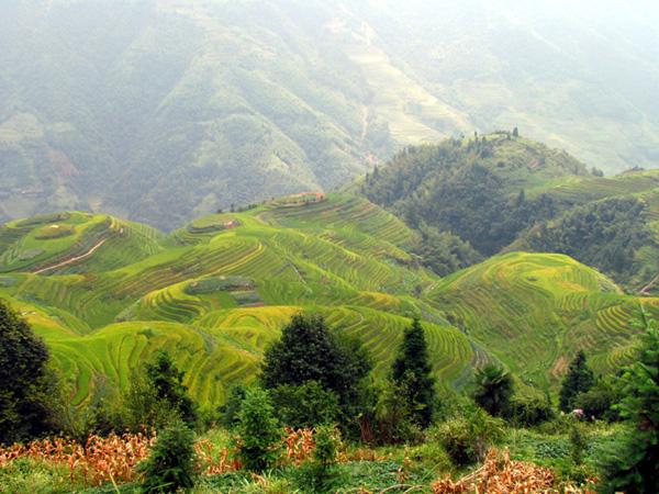 广西旅游：探寻壮丽奇观龙脊梯田（图）