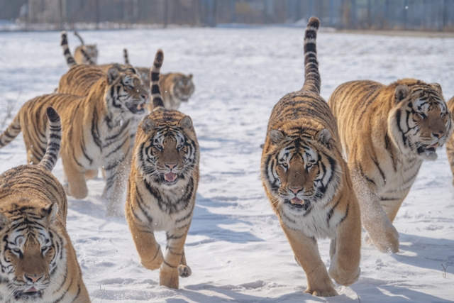 赴龙江，见萌兽