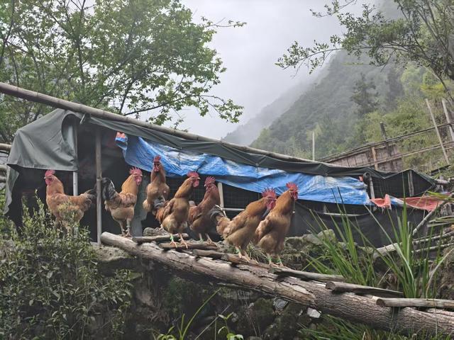仙居县余下坑村，云卷云舒推窗风满帘，望水望山枝头花盈春